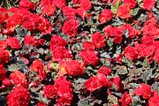 07 - Butchard Gardens  - IMG_1593